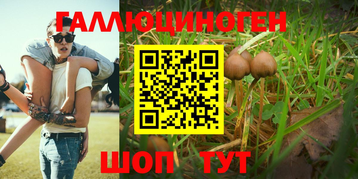 Галлюциногенные грибы Psilocybine cubensis  Псилоцибиновые грибы мицелий  Черногорск  Вход с VPN 