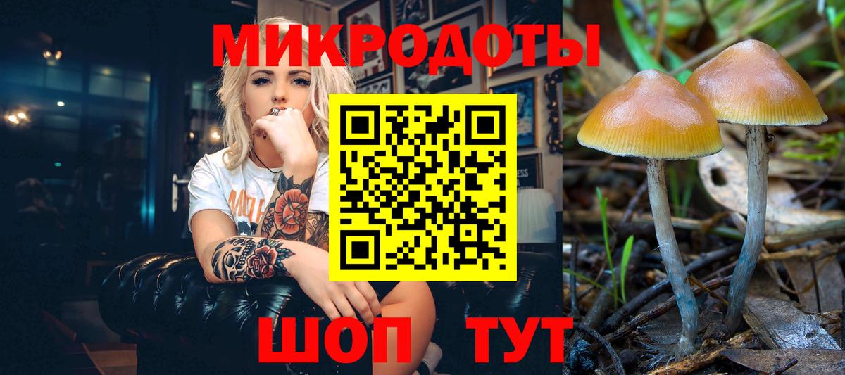 Галлюциногенные грибы Psilocybe Черногорск